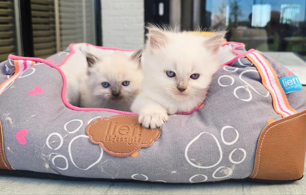 Blue point ragdoll kittens RASZUIVER, Dieren en Toebehoren, Katten en Kittens | Raskatten | Langhaar, Kater, Gechipt