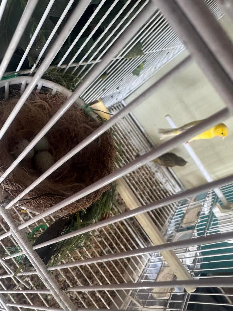 Koppel kanaries, Dieren en Toebehoren, Meerdere dieren, Kleurkanarie