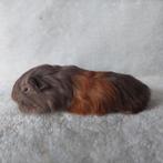 Super lieve jonge cavia zeugjes te koop, Dieren en Toebehoren, Februari, Vrouwelijk, Cavia