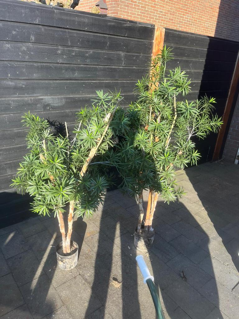 Sierbomen, Tuin en Terras, Planten | Bomen, Ophalen, Bloeit niet, Overige soorten, Minder dan 100 cm