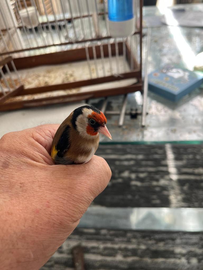 Parva putter man  distelvink, Dieren en Toebehoren, Vogels | Overige Vogels, Mannelijk, Wildzangvogel