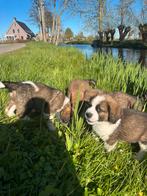 Mooie kruising Berner Sennen X Sint-Bernard pups, 8 tot 15 weken, Groot, Meerdere, Meerdere dieren