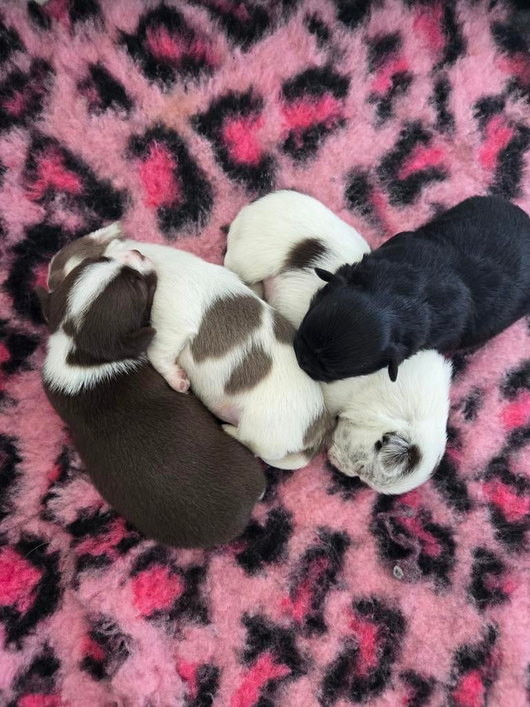 Chihuahua puppys, 8 tot 15 weken, Meerdere, Meerdere dieren, Chihuahua
