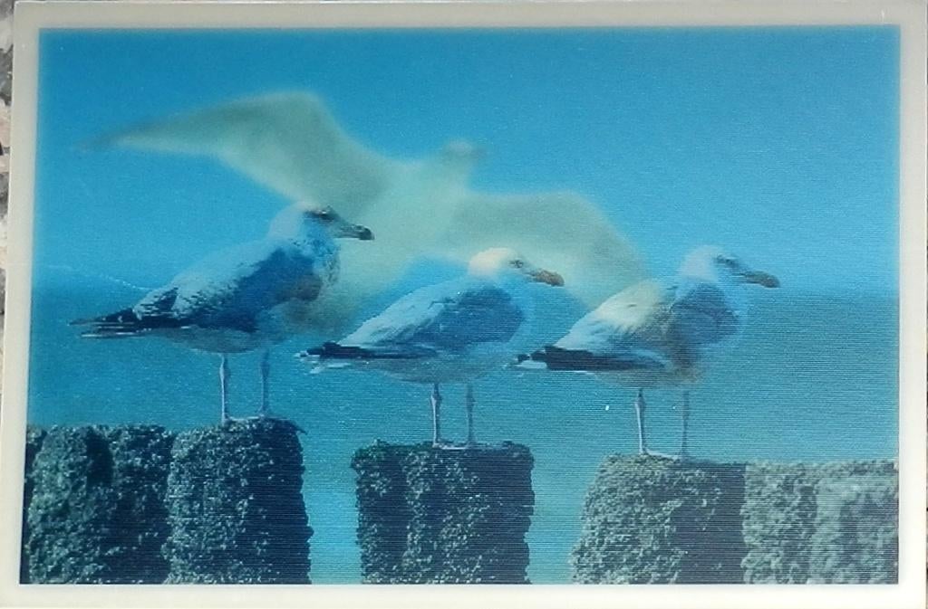 D3 Kaart Meeuwen ongelopen Ansichtkaart ( A7 ), Ophalen of Verzenden, 1980 tot heden, Ongelopen