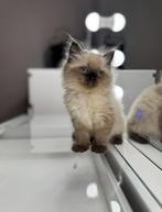 Ragdoll kitten, Ophalen