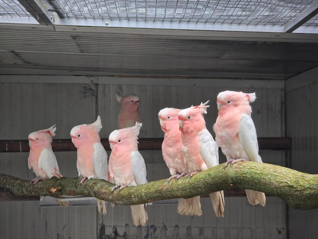 Diverse papagaaien en parkieten bij Animal trade, Meerdere dieren, Papegaai