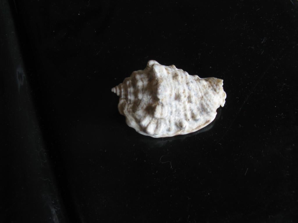 Lot 23 mooie SCHELPEN, Verzamelen, Ophalen of Verzenden, Schelp(en)