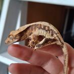 Tijdelijk korting! Lilly white wimpergekko/crested gecko man, Dieren en Toebehoren, Hagedis, Tam, 0 tot 2 jaar
