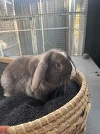 Mooi minilop rammetje, Dieren en Toebehoren, Konijnen, Mannelijk, Klein, 0 tot 2 jaar