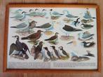 Schoolplaat Zeevogels, Antiek en Kunst, Ophalen, Natuur en Biologie