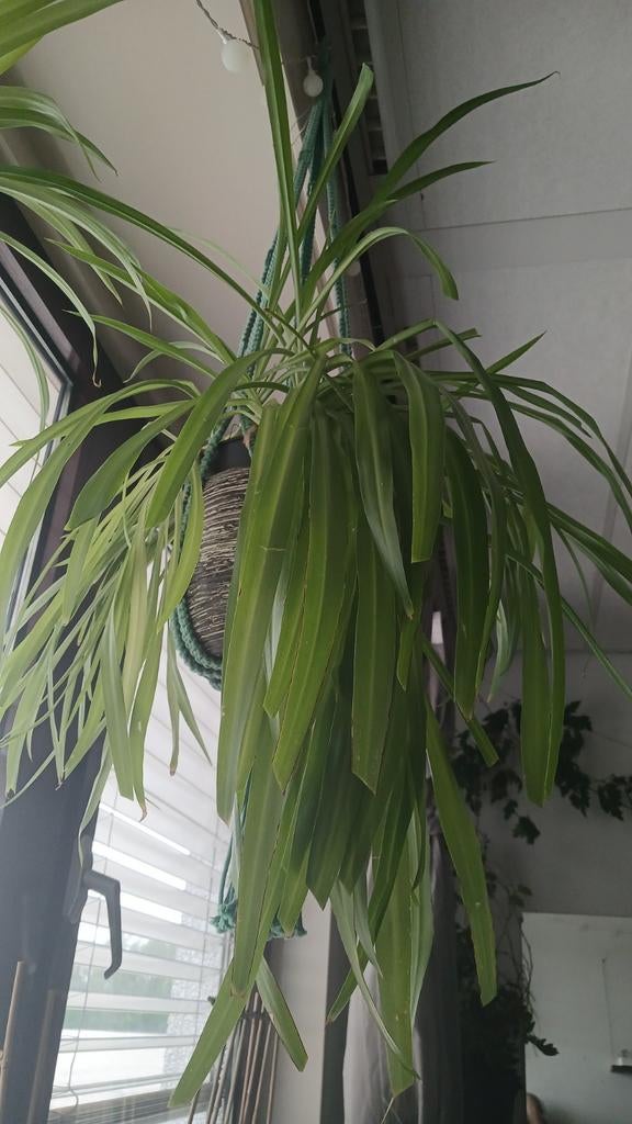 Grote Chlorophytum (graslelie) in hangpot., Ophalen, 100 tot 150 cm, Overige soorten, Halfschaduw