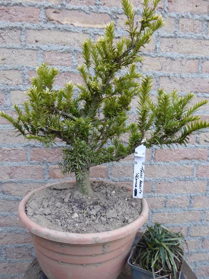 Bonsai: Taxus bacc. "Adpressa", Tuin en Terras, Planten | Bomen, Overige soorten, Minder dan 100 cm, Halfschaduw, Bloeit niet