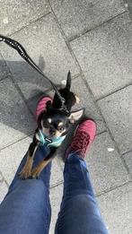 Oppas gezocht (betrouwbaar), Dieren en Toebehoren, September, Mannelijk