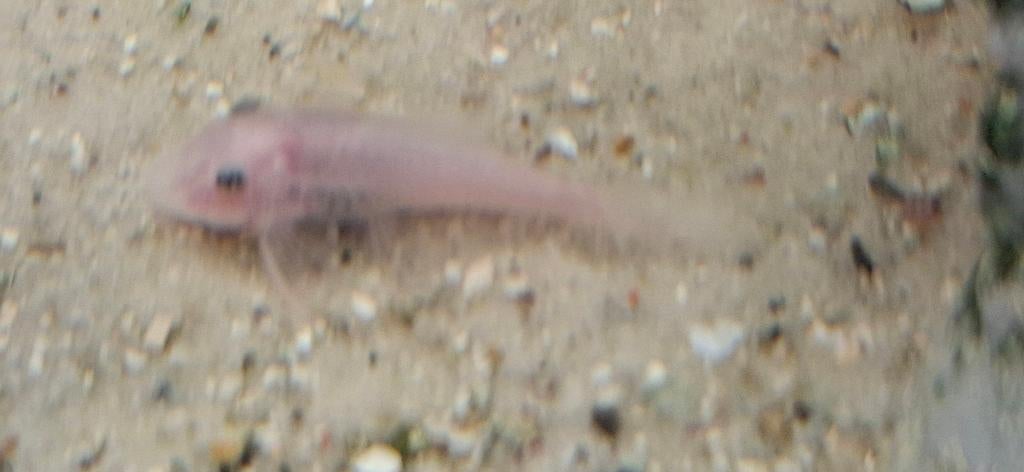 aquariumvissen, Dieren en Toebehoren, Vissen | Aquariumvissen, Overige typen, Zoetwatervis