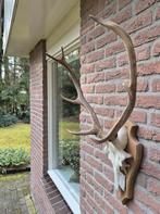 Compact Edelhert Gewei Jacht Trofee Mancave Jacht Hut f90, Ophalen, Gebruikt, Hert, Gewei of Kop