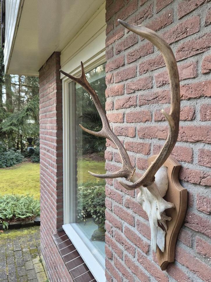 Compact Edelhert Gewei Jacht Trofee Mancave Jacht Hut f90, Verzamelen, Dierenverzamelingen, Gebruikt, Gewei of Kop, Hert, Ophalen