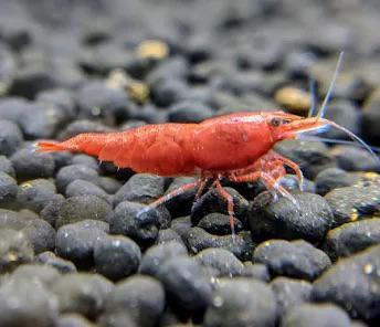 Red cherry shrimp, Kreeft, Krab of Garnaal, Zoetwatervis, Schoolvis