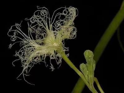 Caudex Odosicyos Bosseri herkomst Madagaskar potmaat 30cm, Huis en Inrichting, Kamerplanten, Overige soorten, Minder dan 100 cm