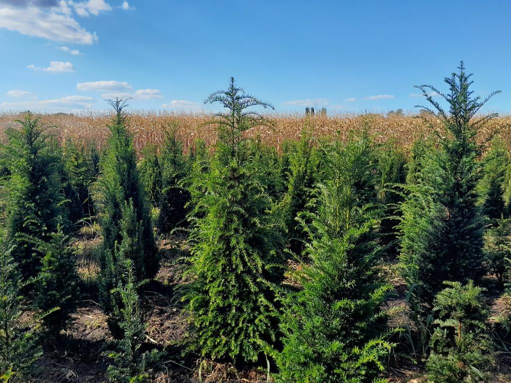 Taxus baccata., Ophalen of Verzenden, Taxus, Haag, 100 tot 250 cm