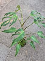 Monstera Burle Marx Flame XXL p17 (5), Huis en Inrichting, Kamerplanten, Ophalen of Verzenden, Halfschaduw, Minder dan 100 cm