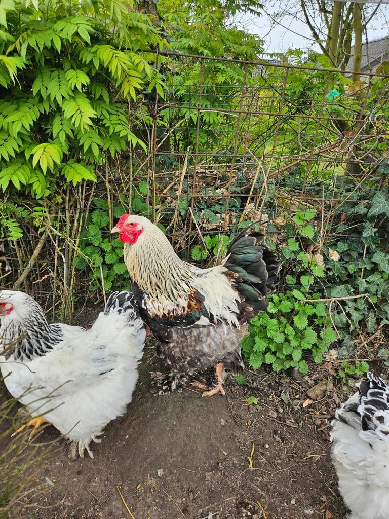 Mooie Brahma haan, Mannelijk, Kip