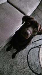 Givano 10 maanden labrador, Dieren en Toebehoren, Honden | Retrievers, Spaniëls en Waterhonden, 15 weken tot 1 jaar, Parvo, Eén hond