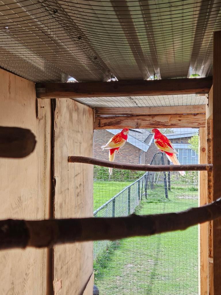 Rubino rosella's, Mannelijk, Parkiet, Geringd