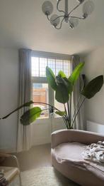 Strelitzia Nicolai XL, Huis en Inrichting, Kamerplanten, Ophalen, 200 cm of meer, Overige soorten, In pot