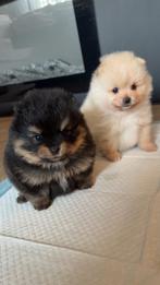 Creme Reu&Black'tan teefje Dwergkees Pomeranian Fci stamboom, Keeshond, Reu, 8 tot 15 weken, Parvo