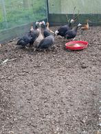 Parelhoenders, Dieren en Toebehoren, Pluimvee, Meerdere dieren, Overige soorten