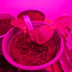 Gold Rush courgette plantjes, Ophalen, Eenjarig, Groenteplanten, Volle zon