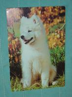 12) Kleuren ansichtkaart Samojeed Hond, Ophalen of Verzenden, 1980 tot heden, Ongelopen, Hond of Kat