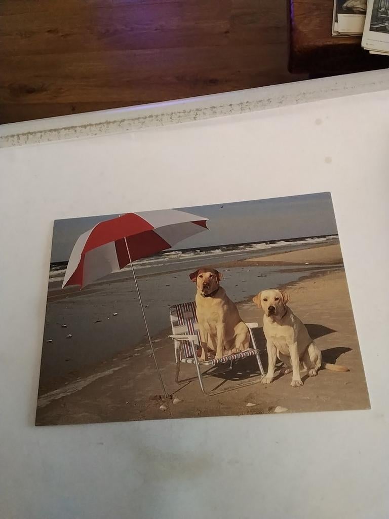 HONDEN OP STRAND. BIJ PARASOL, Ophalen of Verzenden, Overige thema's