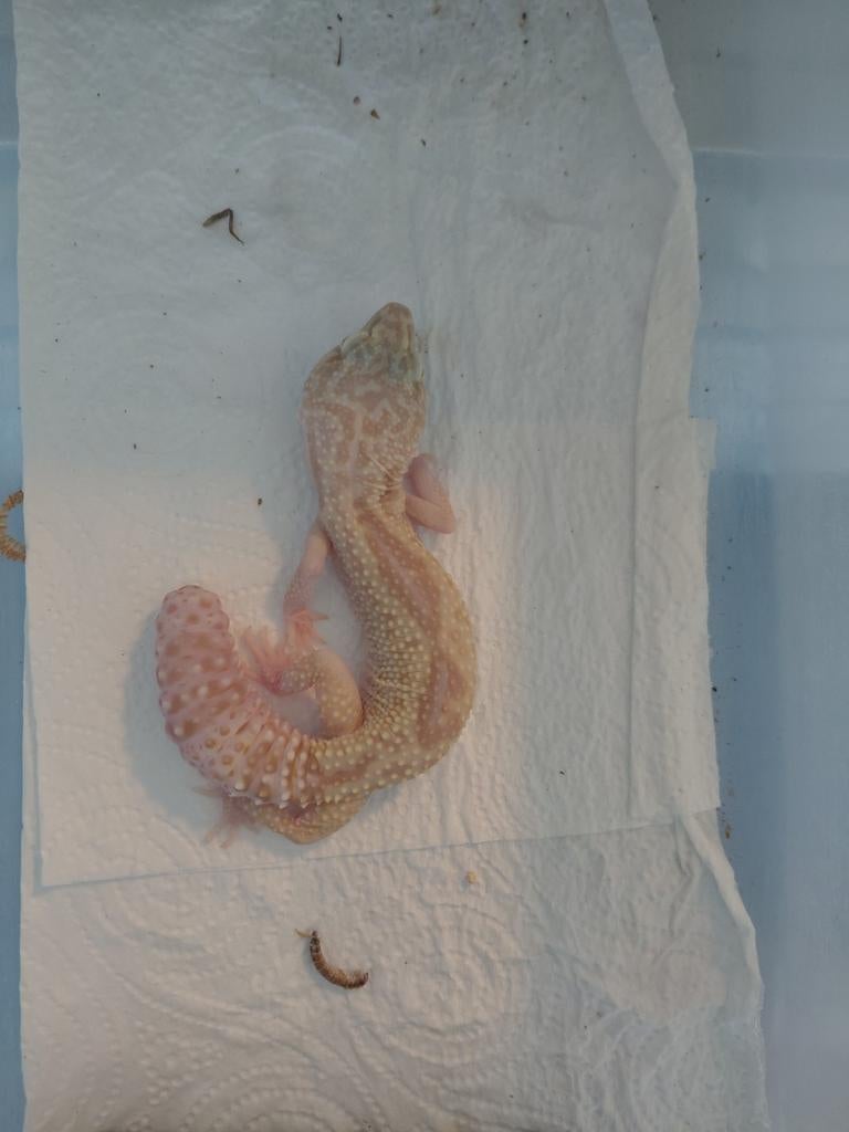 Luipaardgekko vrouwtje pet only, Hagedis, 0 tot 2 jaar