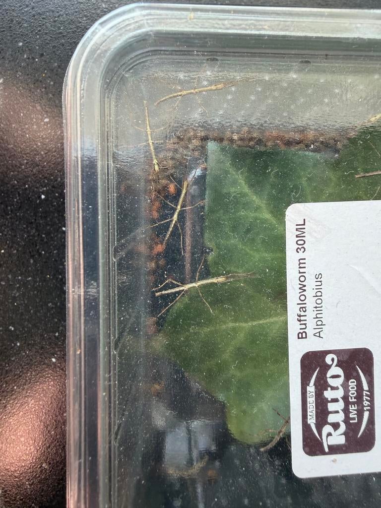 Gratis pas geboren wandelende takken, Wandelende tak