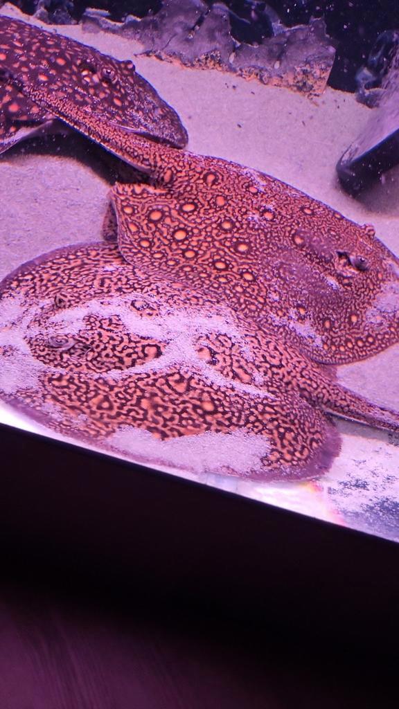 Bewezen kweek trio mini marble motoro, Dieren en Toebehoren, Vissen | Aquariumvissen, Vis