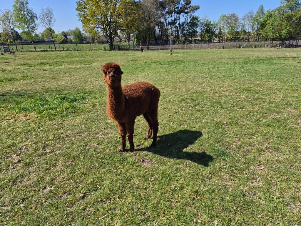 Alpaca hengst 2 jaar, Juni, Mannelijk