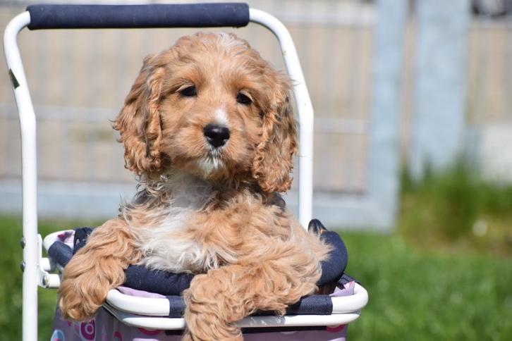 Cockapoo pups nieuw nestje, Dieren en Toebehoren, Honden | Niet-rashonden, Middel, Meerdere dieren, Fokker | Professioneel, Meerdere