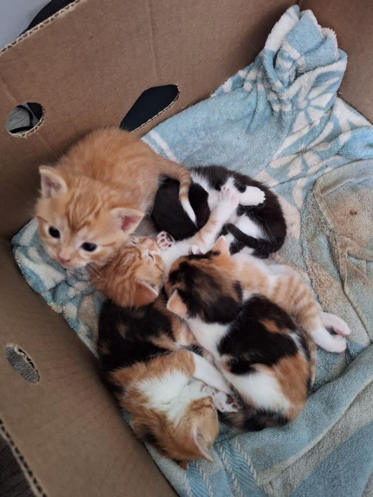 Mooie lieve kittens, Dieren en Toebehoren, Katten en Kittens | Overige Katten, Meerdere dieren