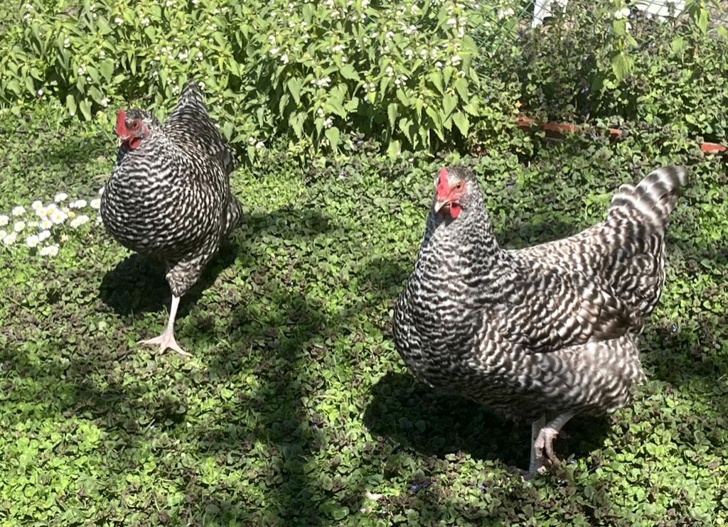 Noord-Hollandse Blauwe Hennen, Dieren en Toebehoren, Pluimvee, Vrouwelijk, Kip