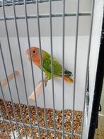 Jonge roseicollie man, Dieren en Toebehoren, Vogels | Parkieten en Papegaaien, Mannelijk, Parkiet