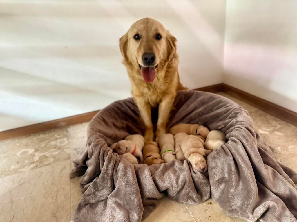 Golden Retriever pups met stamboom, 8 tot 15 weken, Meerdere, Meerdere dieren, Parvo