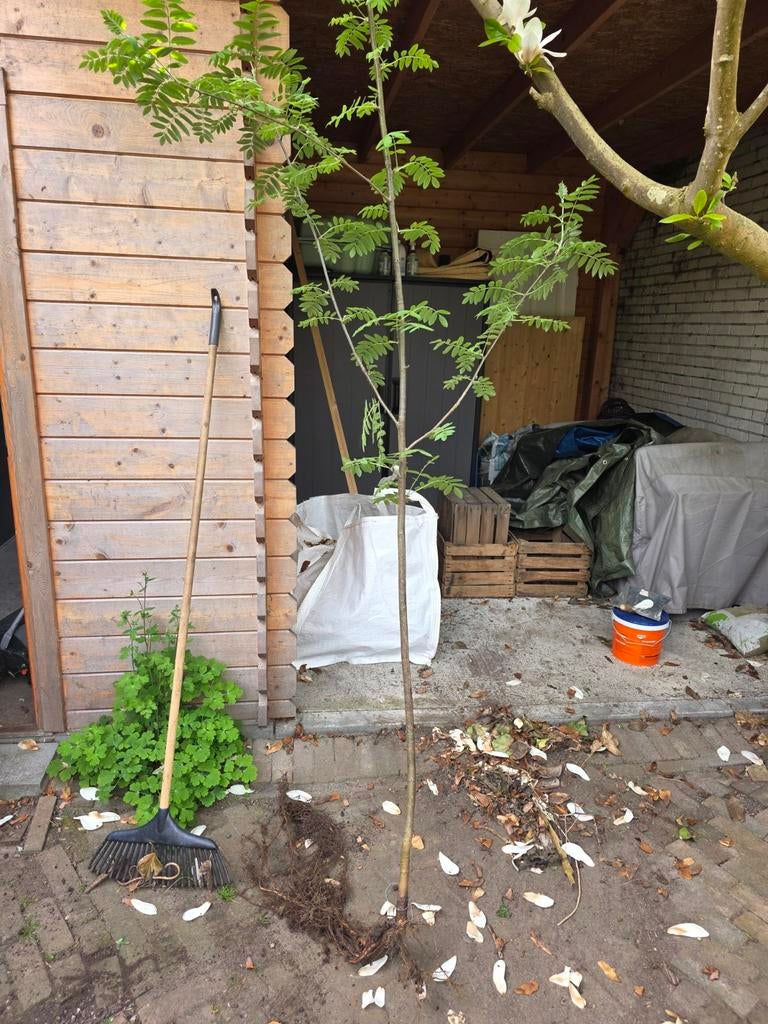 Wilde lijsterbes, Tuin en Terras, Ophalen, Lente, 250 tot 400 cm