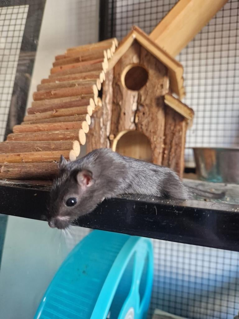 Jong gerbil vrouwtje zwarte kleur erg lief, Dieren en Toebehoren, Knaagdieren, Februari, Vrouwelijk, Overige typen, Tam