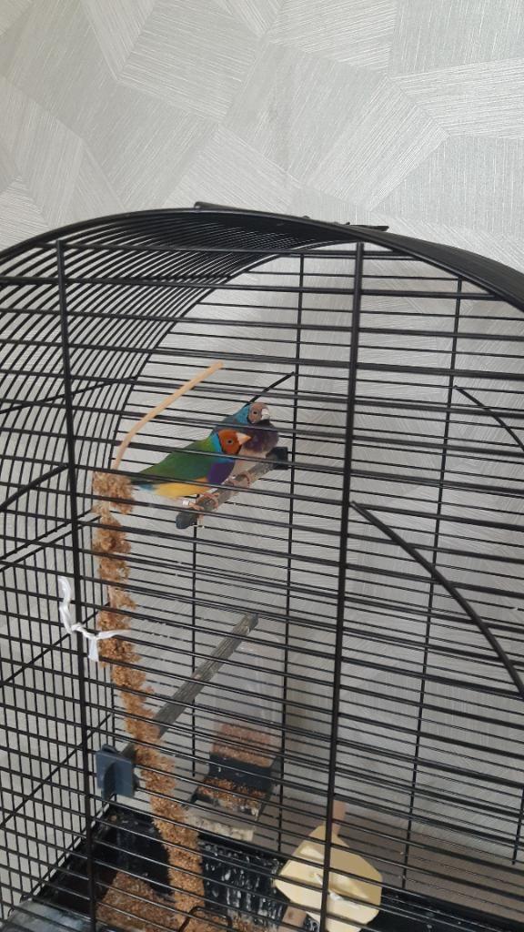 2 gouldamedines plus kooi te koop, Dieren en Toebehoren, Vogels | Overige Vogels, Mannelijk, Tropenvogel