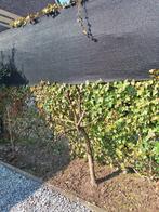 Bonte wilg, recent gesnoeid, Tuin en Terras, Ophalen