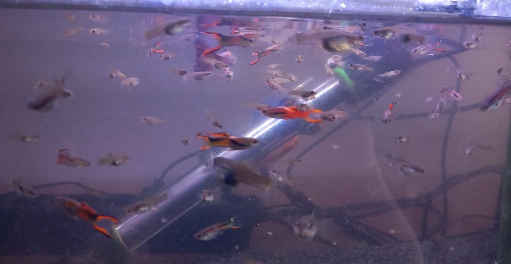 guppen, grote groep voor weinig, Dieren en Toebehoren, Vis