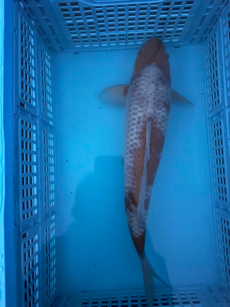 Te koop: prachige japanse ochiba 47cm koi vijver, Karper of Koi