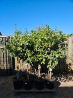 TE KOOP: VERSCHILLENDE SOORTEN CITRUSBOMEN, Halfschaduw, Overige soorten, Lente, 100 tot 250 cm