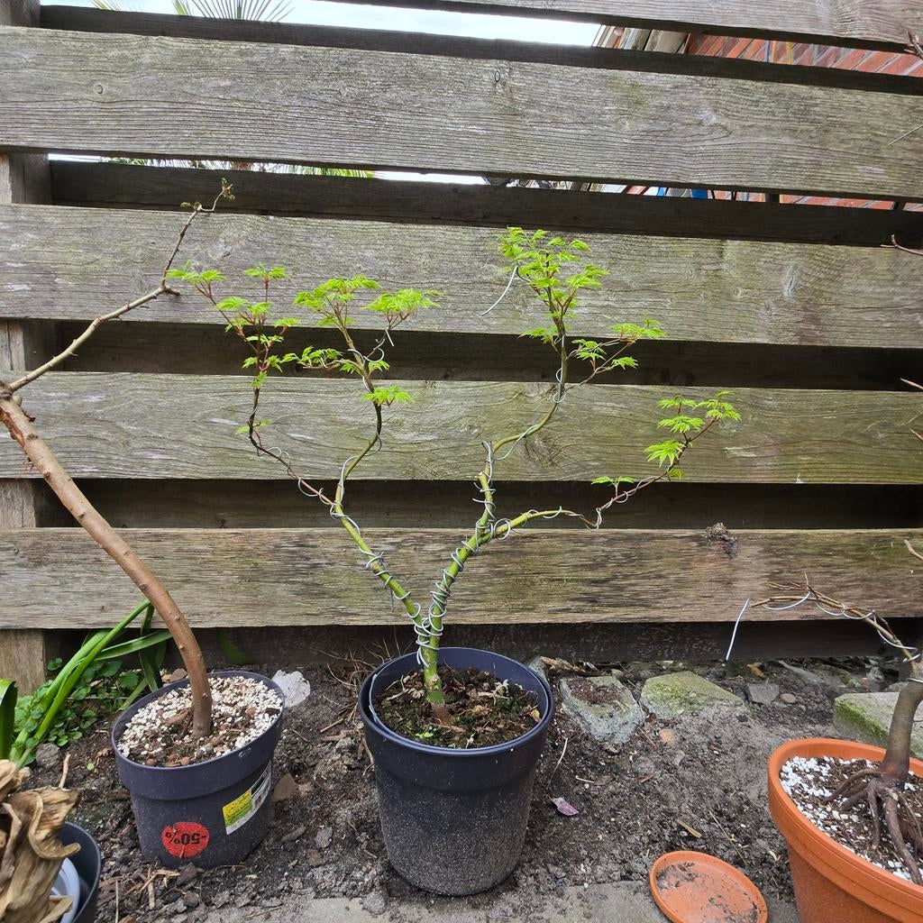 Acer palmatum going green pre bonsai, Vaste plant, Bloeit niet, Halfschaduw, Ophalen